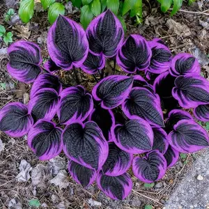 800 Hosta Seeds – Perfect for Ground Cover, Flower Beds, and Borders, Reliable Germination and Strong Growth