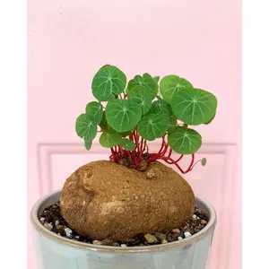 Stephania Cepharantha (2-8cm) - April Farm/Rare Succulents