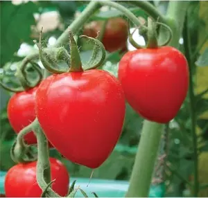 Tomato TOMATOBERRY Cherry Tomato Indeterminate 50 seeds!