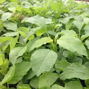 1000 Green Amaranth Seeds Green Leaf