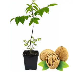 Black Walnut Trees Live Plants, 4 Inch Pot, 6-12 Inch Tall Walnut Tree, Hardy Fruit Plant, Dormant in Winter