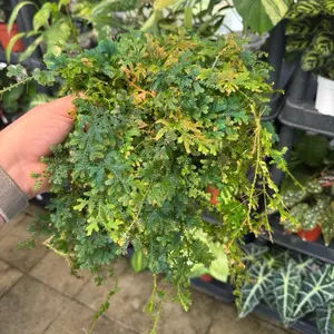 6" Huge Peacock Moss Plant - Detailed View of Greenery and Leaves