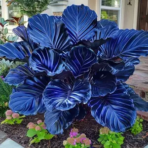 700 Shiny Blue Hosta Seeds – Rare Metallic Leaves for Stunning Shade Garden Vibes