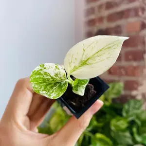 Monstera Mint Starter Plant