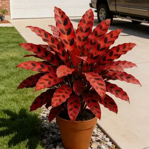 Hosta Seeds 800+ for Bold Borders Shade Lovers Low Maintenance Perennials Under Trees Shaded Pathways Easy to Grow Year-Round Garden Plants