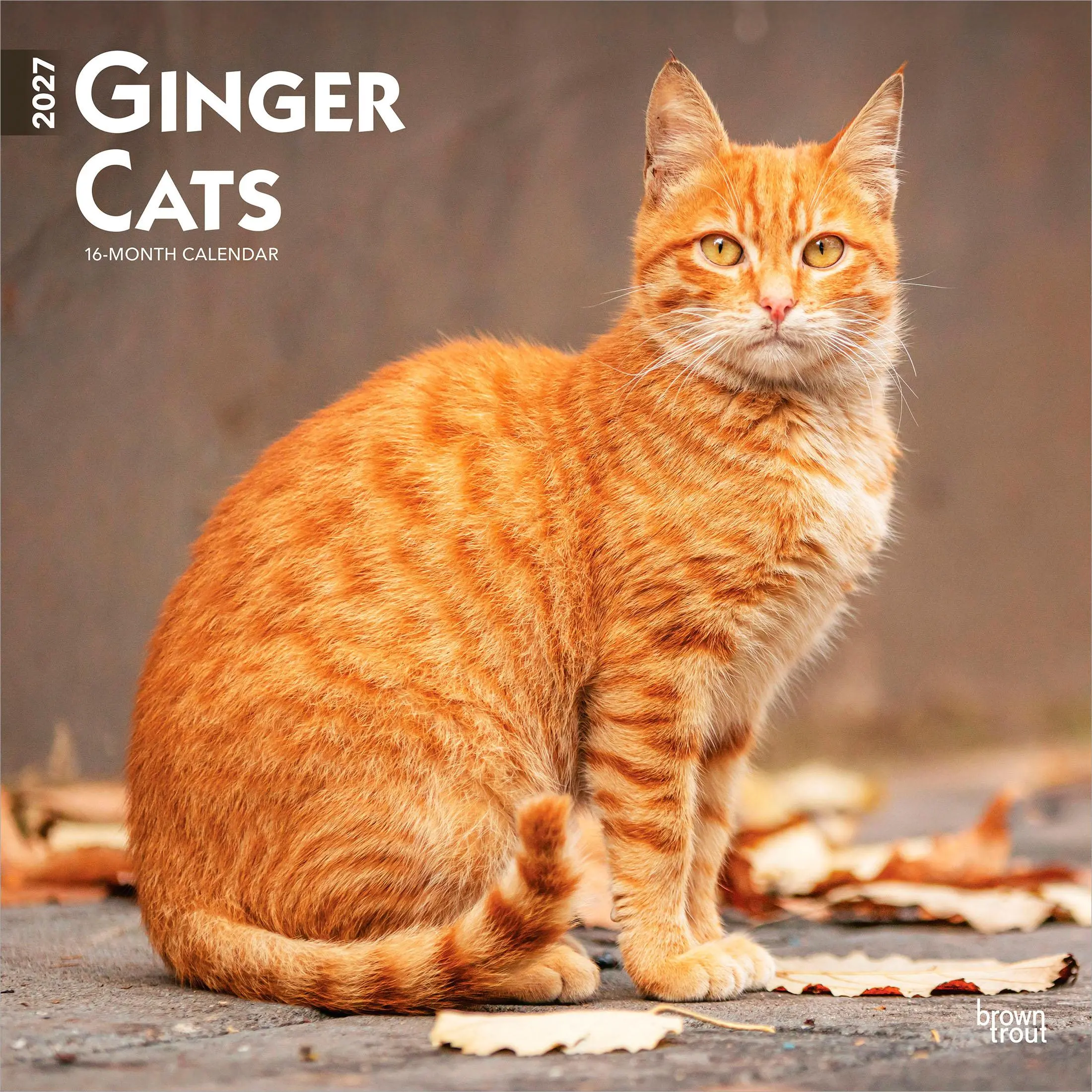 Ginger Cats | 2027 12 x 24 Inch (Hanging) Monthly Square Wall Calendar | Plastic-Free | BrownTrout | Animals Kittens Feline Pets