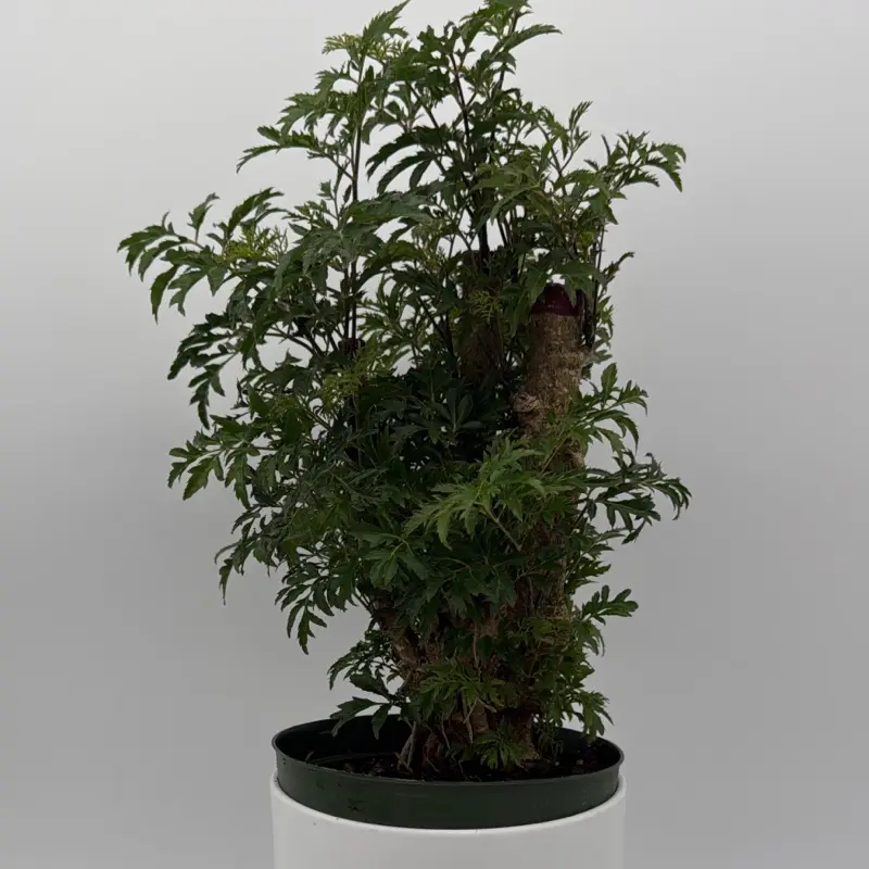 Aralia Ming Stump Plant (pre-bonsai) 6" pot Live Tropical House Plant - Unique Leaves for Beginners with Easy Care