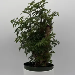 Aralia Ming Stump Plant (pre-bonsai) 6" pot Live Tropical House Plant - Unique Leaves for Beginners with Easy Care