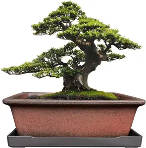 Decorative Ceramic Bonsai Planter Pot 8.5 Inch with Tray, Breathable Unglazed Rectangle Terracotta Clay Pot for Tree Succulent Cactus Indoor Outdoor Red Brown