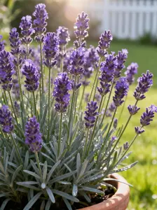 200 Lavender Flower Seeds – Premium Aromatic Blooms for Relaxing Gardens, Patio Pots, Borders, and Long-Lasting Perennial Growth Essential Oil Crafting Diy Use