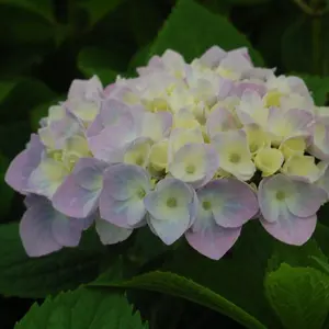 Nantucket Blue™ Hydrangea