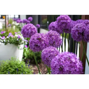 100 Pcs Allium Giganteum Seeds For Planting Plant Seeds Annual Flower Seeds Non-GMO