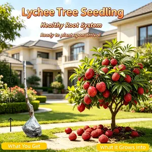Cold Hardy Lychee Seedling, 1-2 Year Live Plant, US Grown, Local Nursery Stock, Home Garden