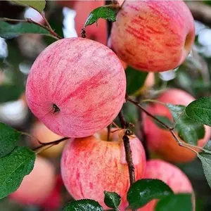 Easy to plant short Fuji apple tree, crisp taste, outdoor fruit tree planting, low maintenance and easy planting at home