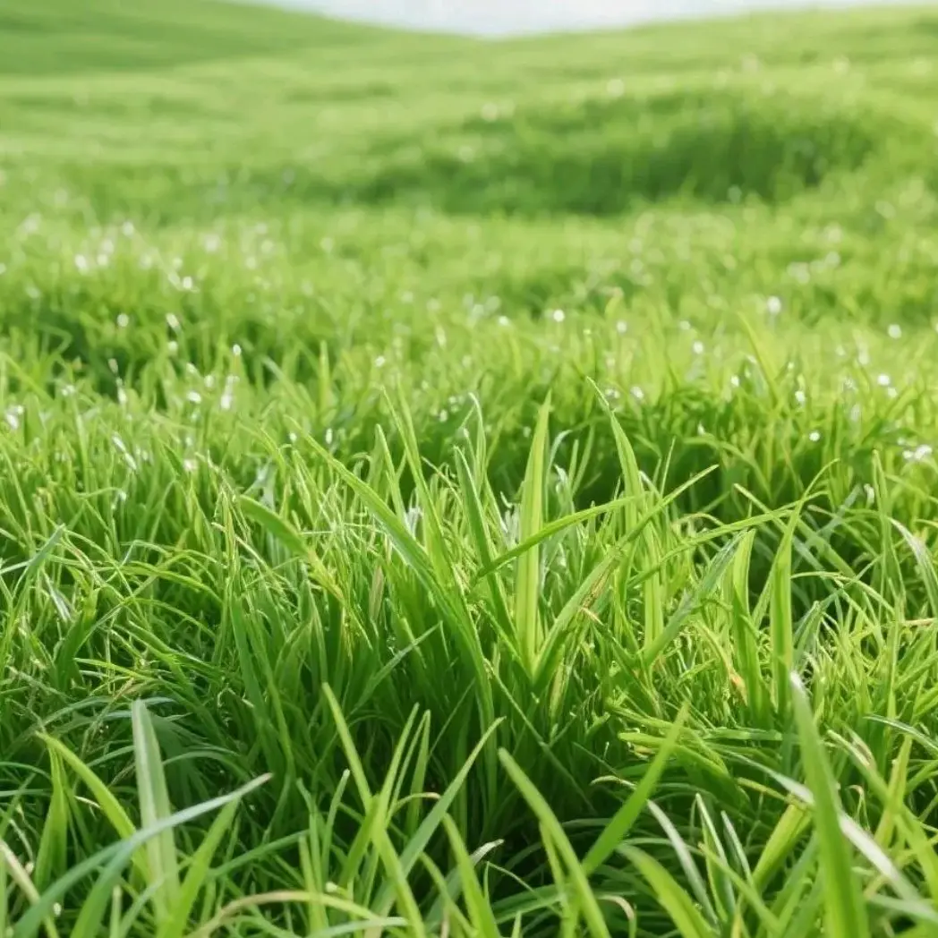 3000 Zoysia Grass Lawn Seeds – Dense, Soft Turf for Beautiful Outdoor Spaces