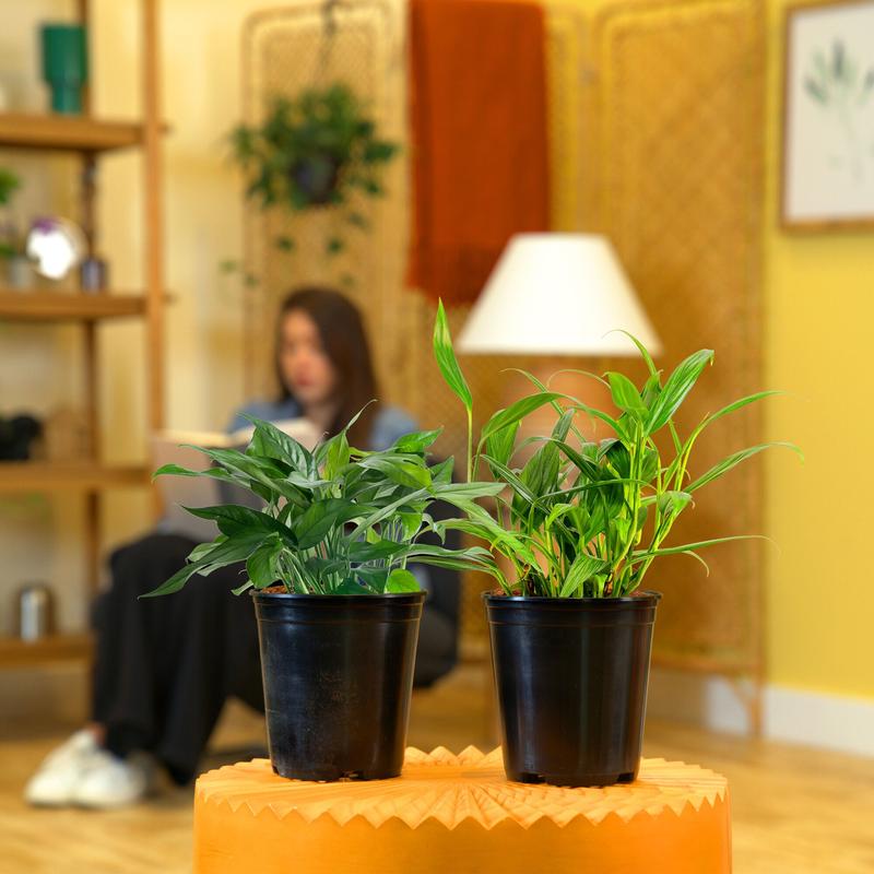 Grower's Choice Epipremnum | medium