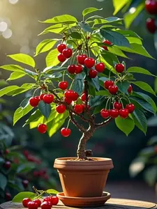 50 PCS Cherry Tree Seeds for Outdoor Landscape and Garden Use, Seeds Only Not Live Plants