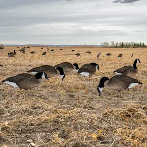 V2FF Fully Flocked Canada Goose Silhouettes V2FF Fully Flocked Canada Goose Silhouettes