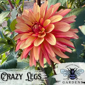 Crazy Legs Dahlia Tuber