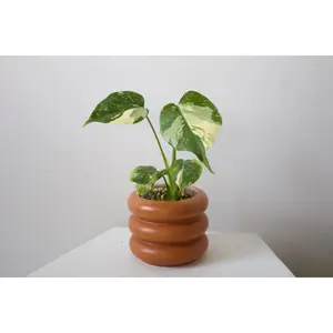 4” Monstera Thai Constellation