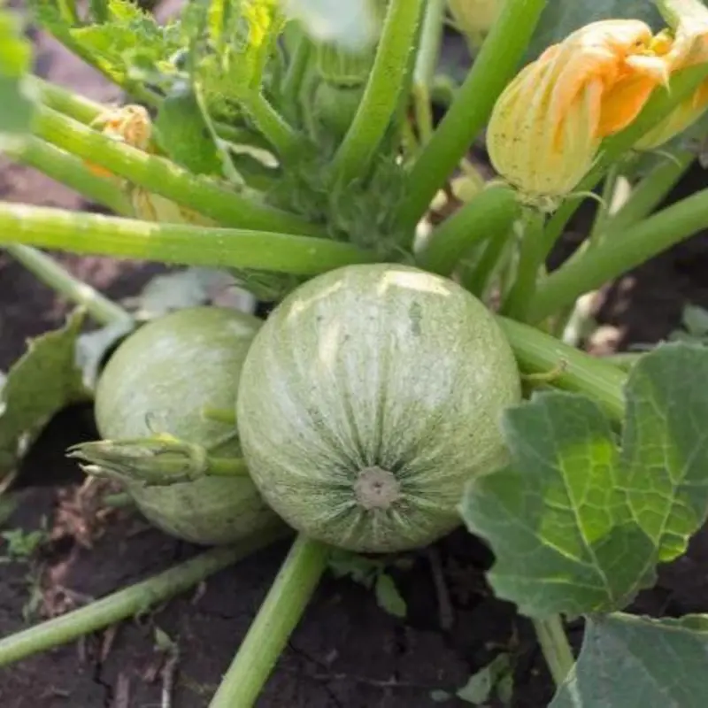Organic Round Zucchini Squash Seeds (Cucurbita pepo 'Round') – Unique Round Variety, Perfect for Stuffing and Baking – 10+ Seeds