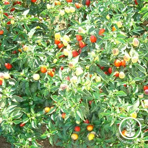 Pepper Seeds - Hot - Cuban Chile