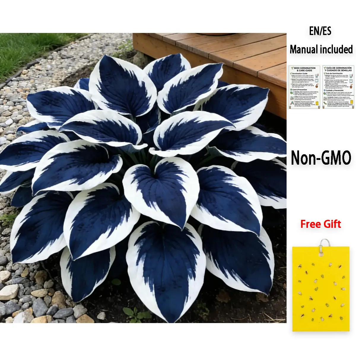 200 Pcs Premium Blue Hosta Seeds | Striking Deep Foliage | Non-GMO Verified - for Shady Areas, Under Tree & Patio Planting, Beginner-Friendly, Lush Summer Greenery