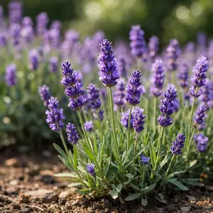 Lavender Seeds – Fragrant Purple Flower Seeds for Garden, Relaxing Aroma Easy Grow