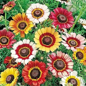 200 Rainbow Painted Daisy Seeds - Wonderful Cut Flower