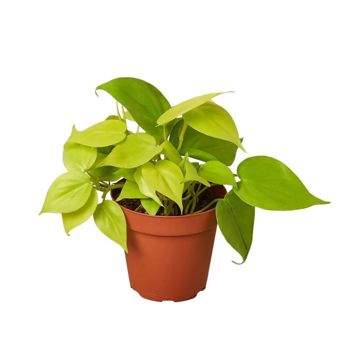212 MAIN Neon Philodendron Easy-to-Grow Live Indoor Plants - 4-Pack in 4 in. Garden Pots, Home & Garden Supplies