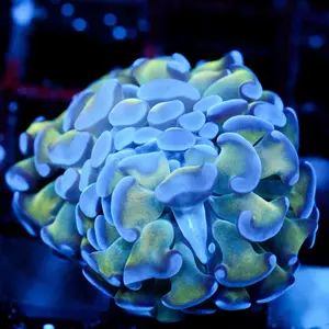 JC Gold Phase Hammer