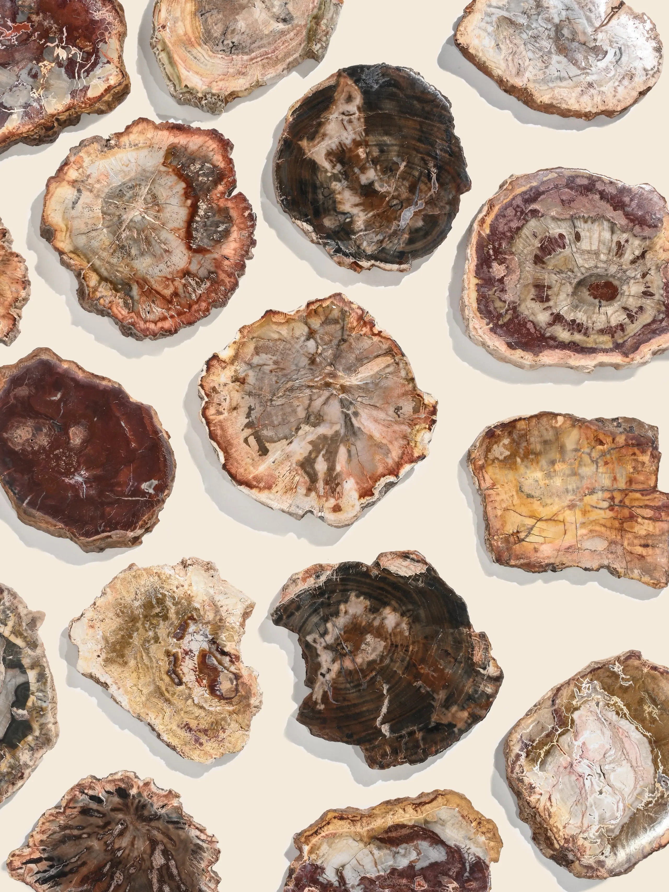 Petrified Wood Slabs