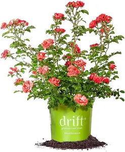 PERFECT PLANTS Drift Rose Live Plant, 1 Gallon, Vibrant Coral Petals with Fresh Green Stems