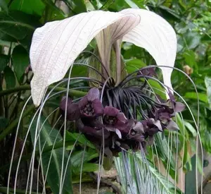 20 seeds Tacca chantrieri White - White Bat Flower - Bat Head Lily