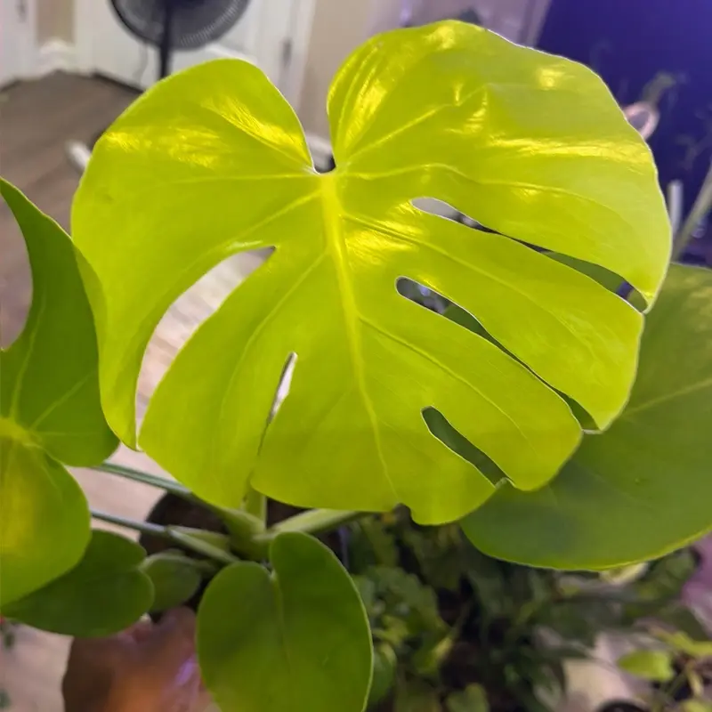 Lemon lime monstera