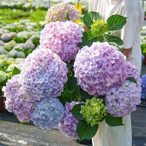 200pcs Mixed Color Hydrangea Seeds – Beautiful, Easy-to-Grow Flowers, Perfect for Garden Borders, Pollinator-Friendly, Non-GMO