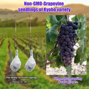 Organic Kyoho Grape Tree Seedling – Garden, Patio, or Indoor Plant”