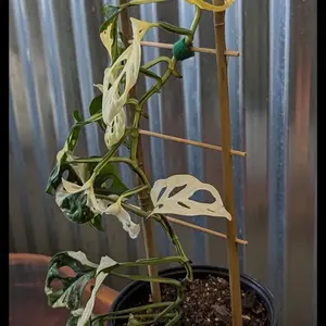 Bamboo Trellis for Indoor Plants 17” Tall 3.9” Wide House Plant Support