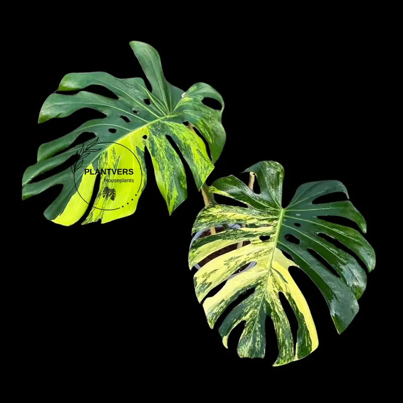 pictures of a rubber tree plant 6-8ft Rubber Tree Bush