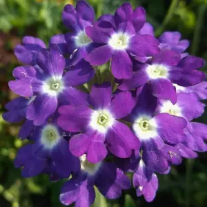 1000+ Heirloom Verbena Bonariensis Purpletop Vervain Flower Garden Seeds for Vibrant Home Gardens