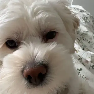 Pet Eye Care Wipes, 200pcs/set Pet Eye Cleaning Wipes, Gentle Pet Eye Cleaning Pads, Eye Care Product for Dogs & Cats, Grooming Products, Dog & Cat Grooming Supplies