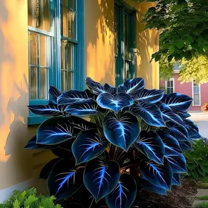 Hosta Seeds 800 pcs – Rare Ice-Blue Leaves, Perfect for Shaded Areas & Low-Maintenance Landscaping