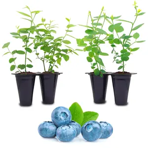 Blueberry "Biloxi". Set of 4 Starts live plant