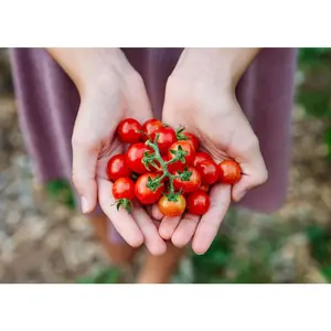 Chadwick Cherry - Organic Tomato Seeds