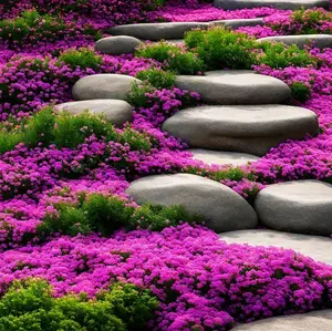 3500 Creeping Thyme Seeds for Planting Ground Cover Flowers Seeds- Non-GMO Thymus Serpyllum - Fragrant Herb - Pink Blooming Groundcover