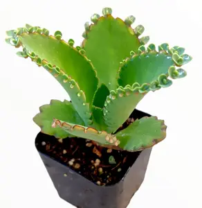 Live Mother of Thousands plant Kalanchoe Daigremontiana plant Mother of Millions Live Succulent Live Plant 2 Inch Pot-indoor/outdoor