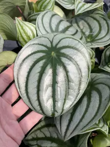 Peperomia Watermelon 4” Potted Live Plant - Rare Exotic Houseplant - Silver Striped Foliage - Watermelon Rind Pattern - Tropical Gift - Unique Indoor Plant - Round Waxy Leaves - Statement Greenery - Compact Growth - Non-Toxic, Pet Safe