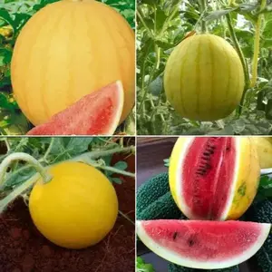 Rare and Delightful  Golden Midget Watermelon Seeds, Heirloom, Non-GMO, Early Maturing, Small and Sweet, Golden-Yellow Rind, Deep Pink Flesh