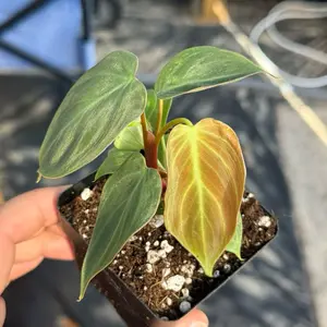 Philodendron El Choco Red in a 2” Pot Live Houseplants