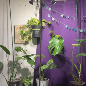 SAYHON Full Spectrum LED Grow Light for Indoor Plants,10-55 Inches Height Adjustable,Auto On/Off Timer,Aluminum Alloy,Dimmable